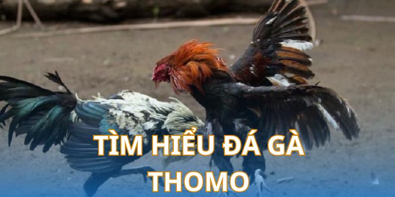 Giới thiệu vài nét về đá gà Thomo